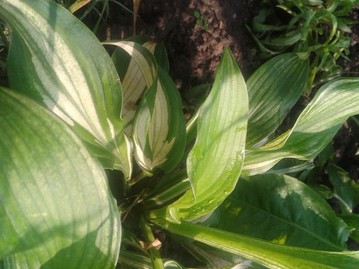 2014-08-07 09.28.38 - hosta