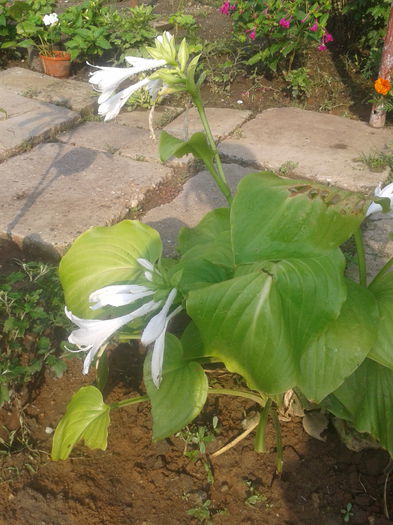 2014-08-07 09.27.59 - hosta