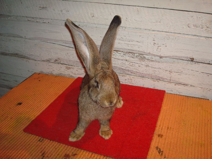 Femela 4 - RO23 3424 - Tineret 2014 UGG