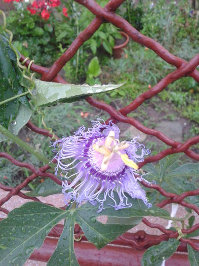 Fotografie-0015 - h2014 august