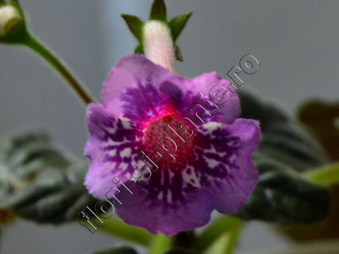 Sinningia Cherry Sprite - GLOXINIA _ SINNINGIA 2