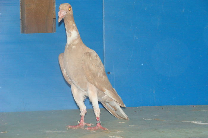 DSC02463
