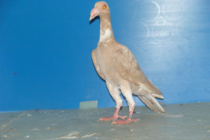DSC02466
