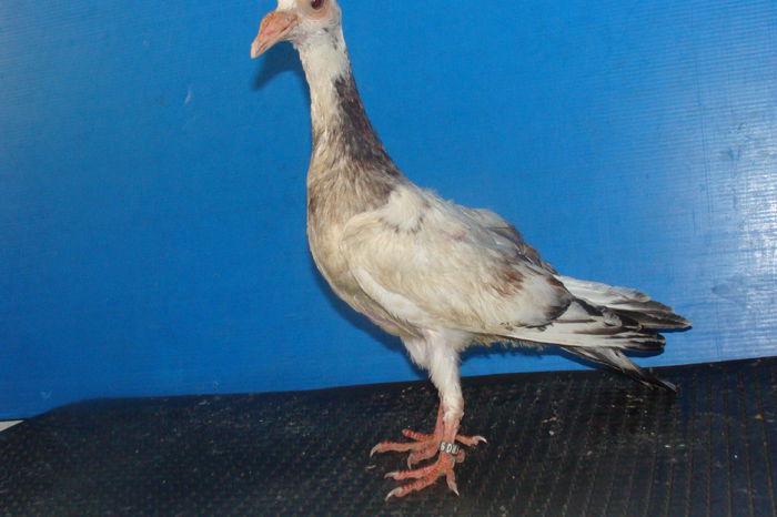 DSC02476