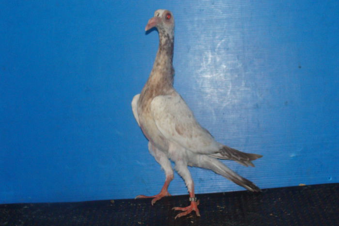 DSC02482