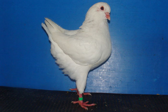 DSC02484