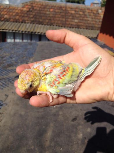 10578329_616962991751979_654353616_n