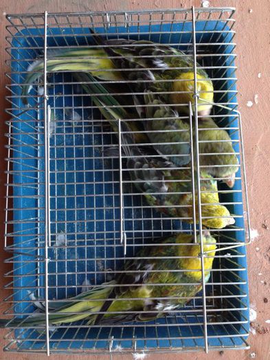 10588775_616961331752145_1106401466_n