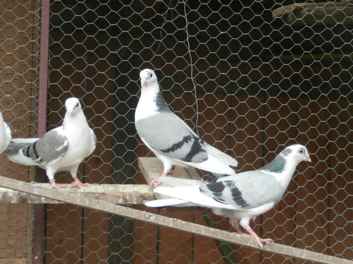 Dati in Turda la Ciprian - D- Porumbei JUCATORI DE GALATI VANDUTI Album 2