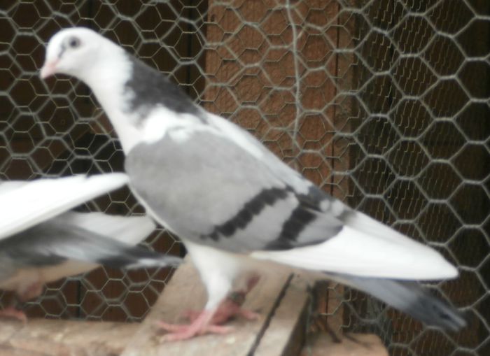 Data in Turda la Ciprian 167810 - D- Porumbei JUCATORI DE GALATI VANDUTI Album 2