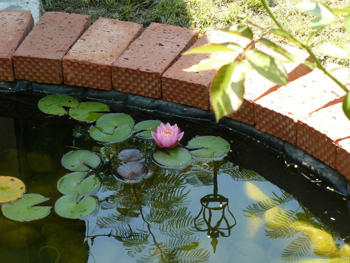 Nymphaea Marliacea Carnea - Iaz de gradina_2014