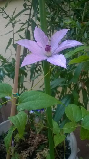 Clematis Bagatelle