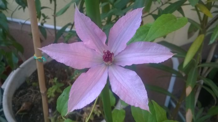 Clematis Bagatelle - CLEMATITE