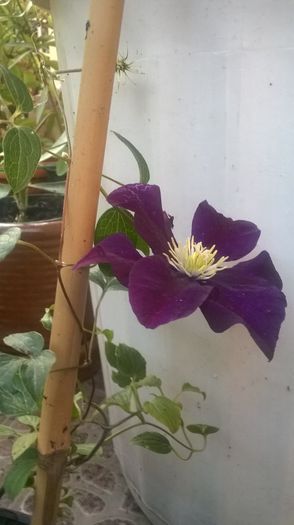 Clematis Warszawska Nike