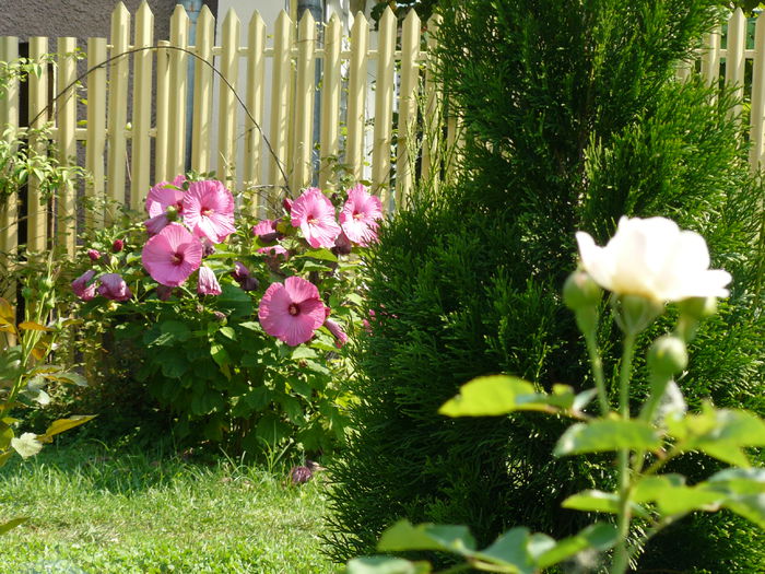 Hibiscus Mosquetos - Gradina rozelor_2014