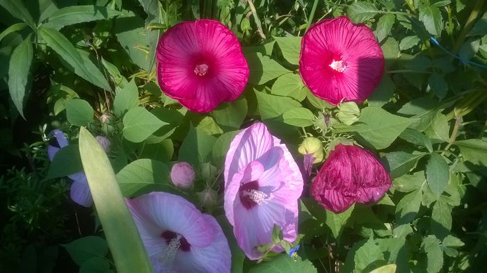 Hibiscusi Luna - GRADINA MEA DE VIS