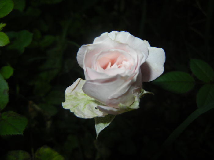 Pink Miniature Rose (2014, July 17) - Miniature Rose Pink