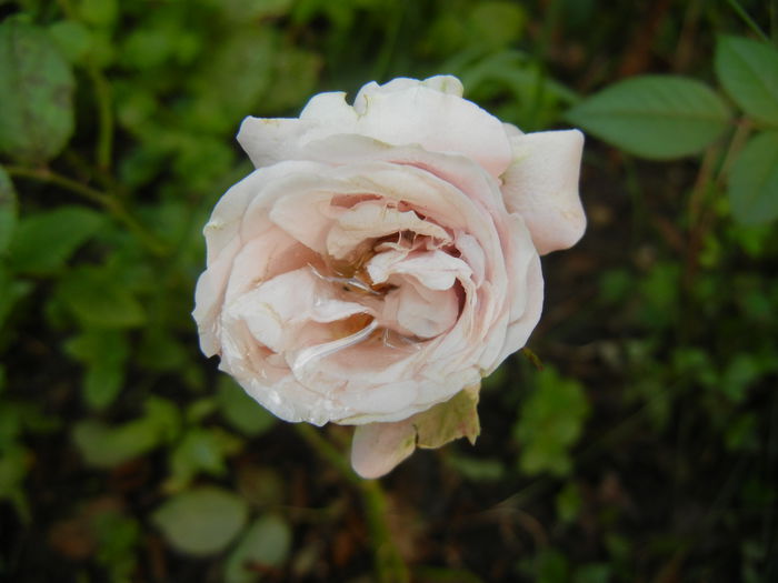 Pink Miniature Rose (2014, July 19) - Miniature Rose Pink