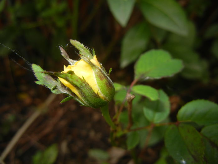 Yellow Miniature Rose (2014, July 19)