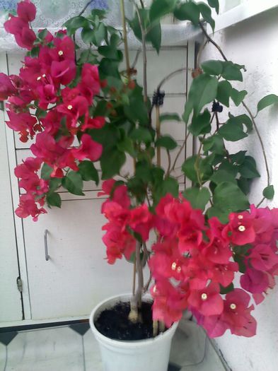 Pic_0807_942 - BOUGAINVILLEA       august - septembrie 2014