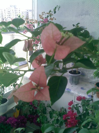 Pic_0807_939 - BOUGAINVILLEA       august - septembrie 2014