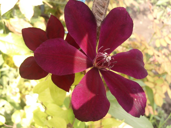 clematis westerplatte - 2014 Trandafiri  clematis  hibiscus II