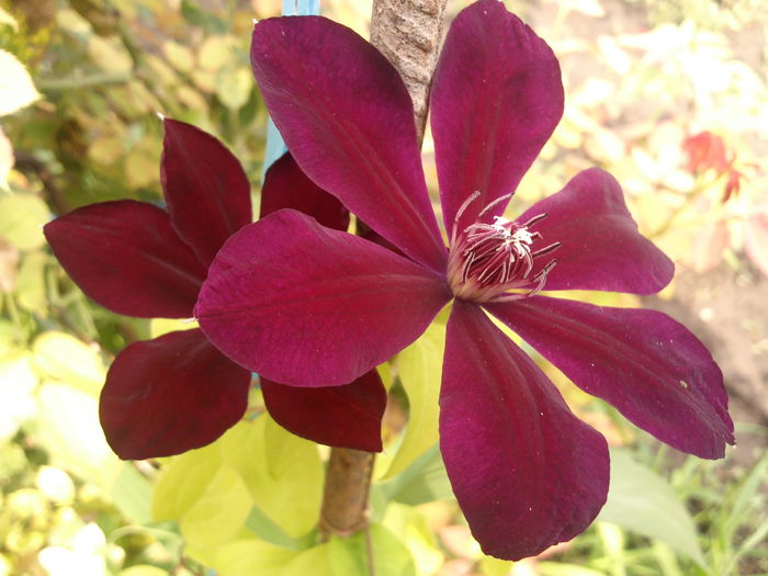 Photo3339 - 2014 Trandafiri  clematis  hibiscus II