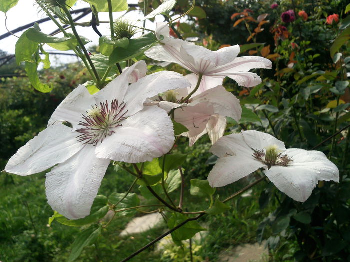 Photo3347 - 2014 Trandafiri  clematis  hibiscus II