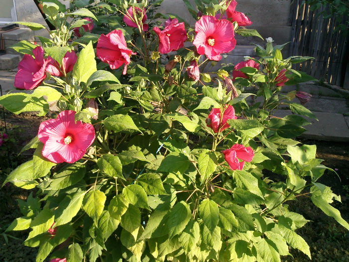 hibiscus roz inchis