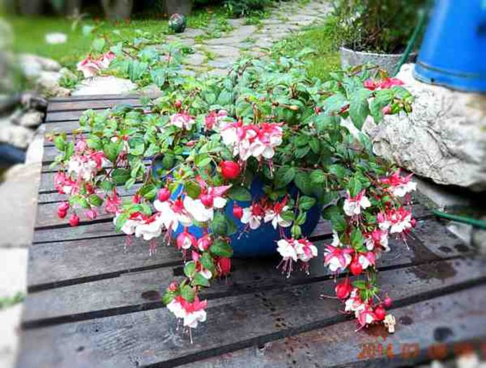 Fuchsia-big-1 - Promotie august 2014