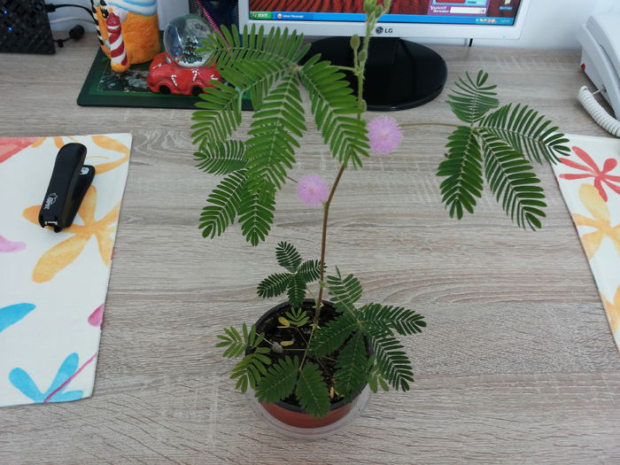 20140808_141529 - mimosa pudica