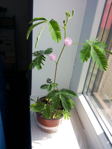 20140808_141611 - mimosa pudica