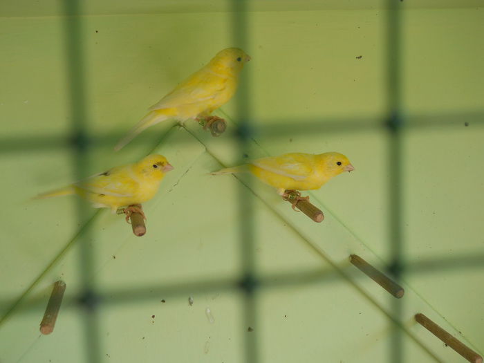 12 felnottek lettunk - 1  CANARI   ROLLER de HARZ