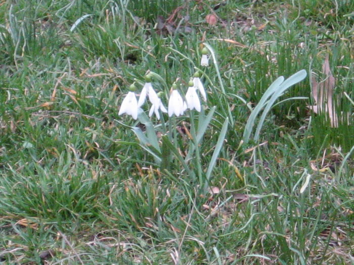 in Cismigiu primii ghiocei - bucuresti  11