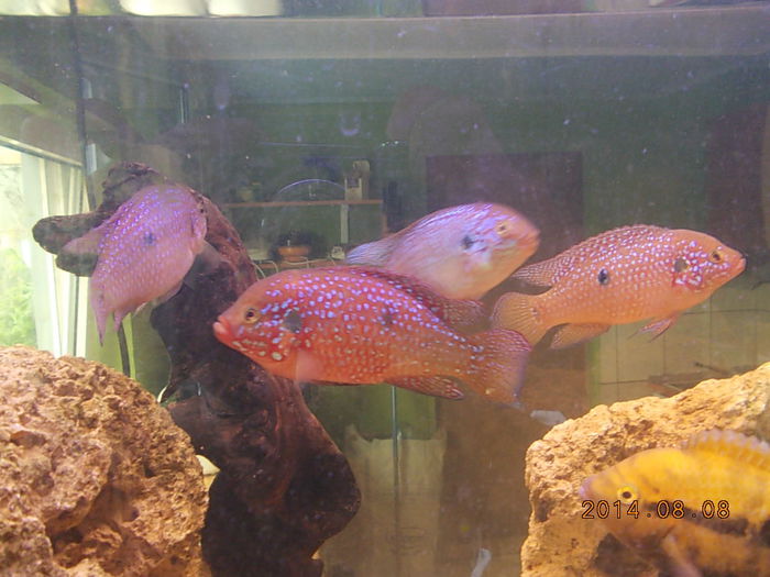 DSCN0211 - PESTISORII MEI