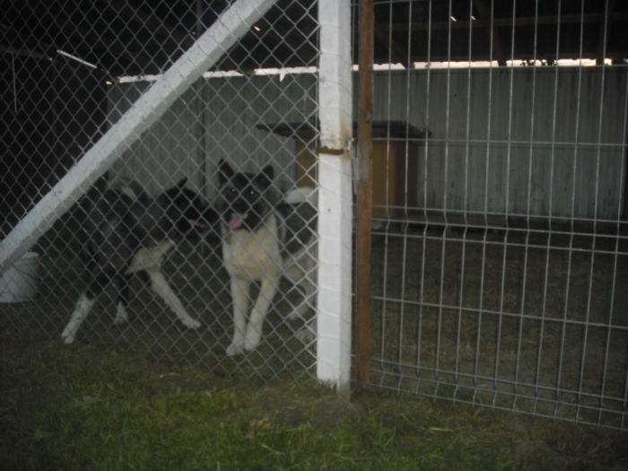 CIMG9270 - Akita american