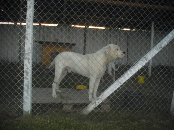CIMG9262 - Dog argentinian