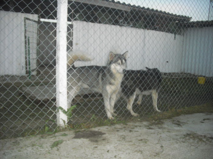 CIMG9275 - Husky siberian