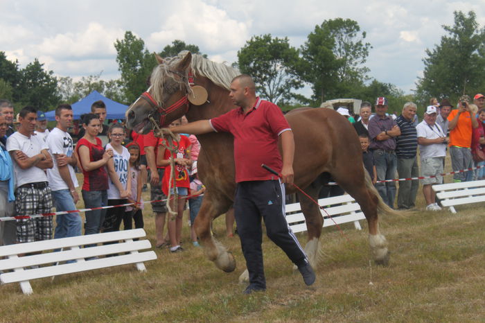 IMG_0344 - EXPO CAI RUSENI 2015 SATU MARE