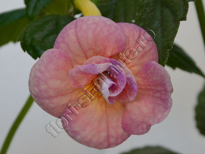 Achimenes Aendrot