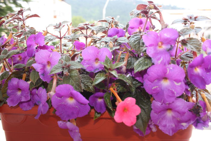 IMG_2932 - 2014 august