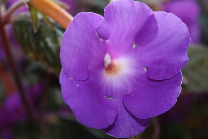 IMG_2933 - 2014 august