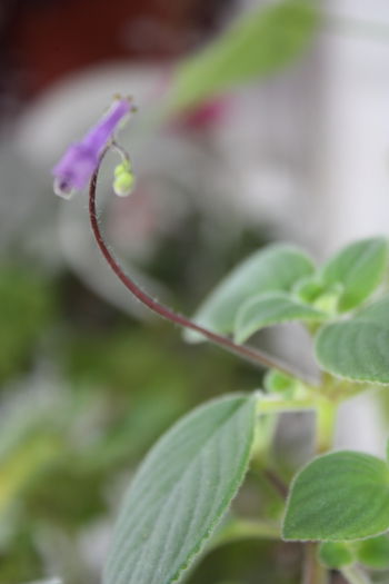 IMG_2941; Multumesc Elluta
