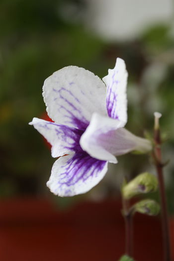 IMG_2944; Multumesc Elluta
