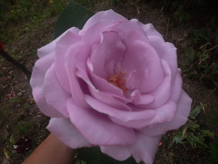 mainzer fastanach - trandafiri 2014