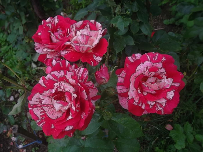 deep impresion? - trandafiri 2014