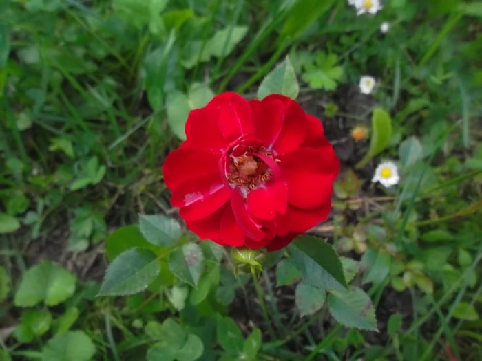 red fairy - trandafiri 2014