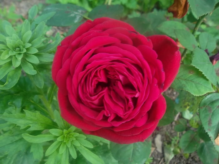 eclair - trandafiri 2014