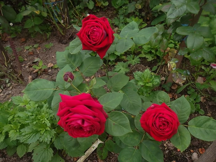 eclair - trandafiri 2014