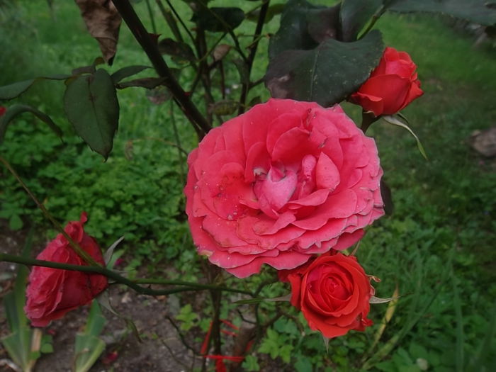 baccara - trandafiri 2014